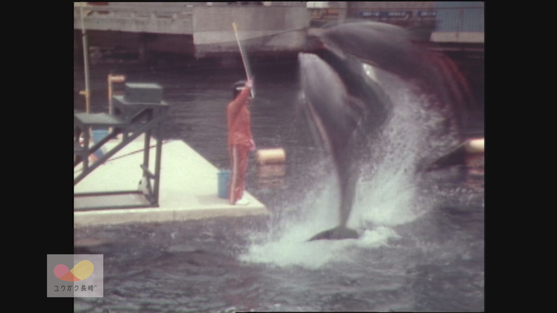 バンドウイルカ１１頭仲間入り！壱岐から西海橋水族館へイメージ